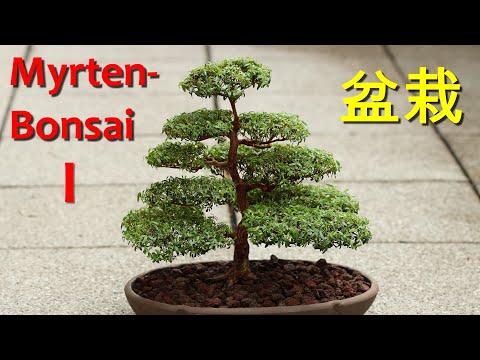 Myrtenbonsai - Teil I