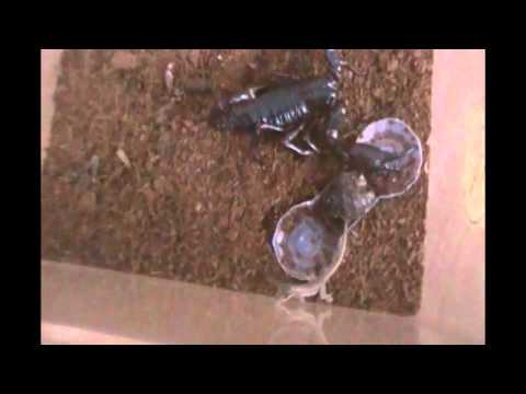 Scorpion Kisses Lizard
