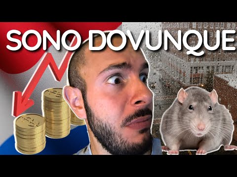 Living in the Netherlands: The Problems No One Tells You About