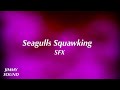 Seagulls Squawking Sound Effect