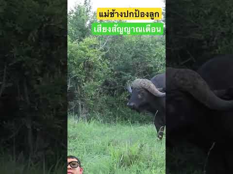 ลูกช้างปะทะควายป่า #animals #nest #remix #wildlife #shorts #viral #viralshorts #reaction #elephant