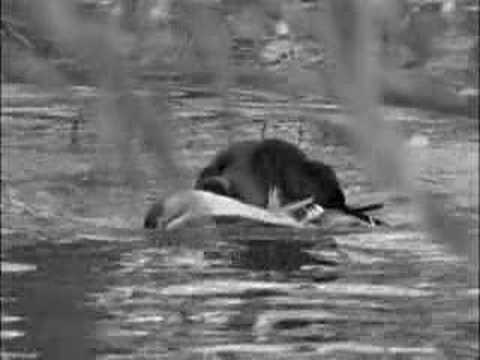 Echo Championship Calls New Theme Song