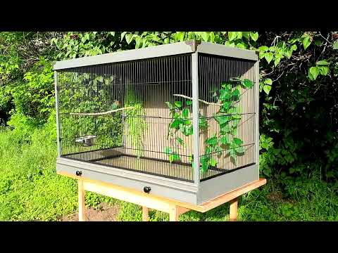 AMANDAVA KALITKA PROMO