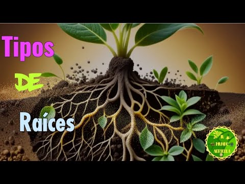TIPOS de RAICES en las PLANTAS y SUS CARACTERÍSTICAS