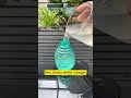 How To Bring DEAD PLANTS Back To Life With RICE WATER And VINEGAR The Plant Care Journey