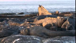 Lindblad Expeditions Galapagos Islands Cruise Vacations,Family Vacations & Travel Videos