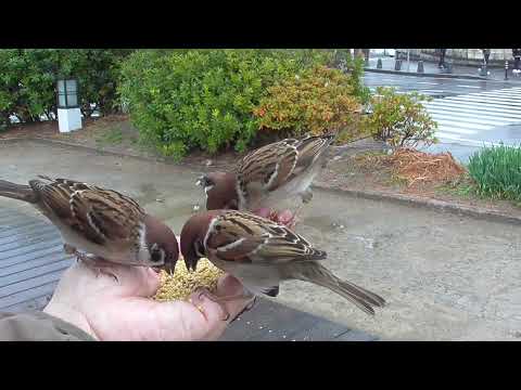 可愛いすずめ達 20220111pm 5（雨の日天満宮）