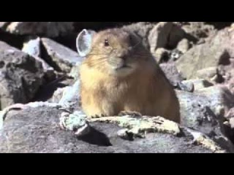 The Most Extreme - Crazy Collectors