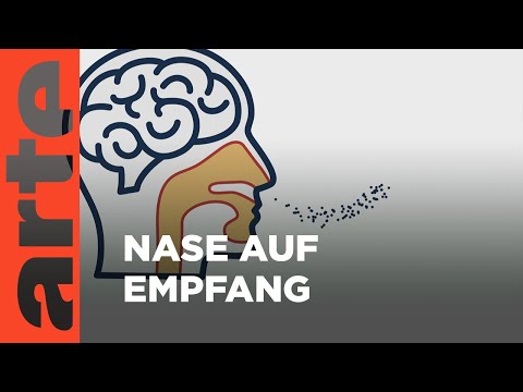 Wie entstehen Gerüche? | Eure Fragen | ARTE Family