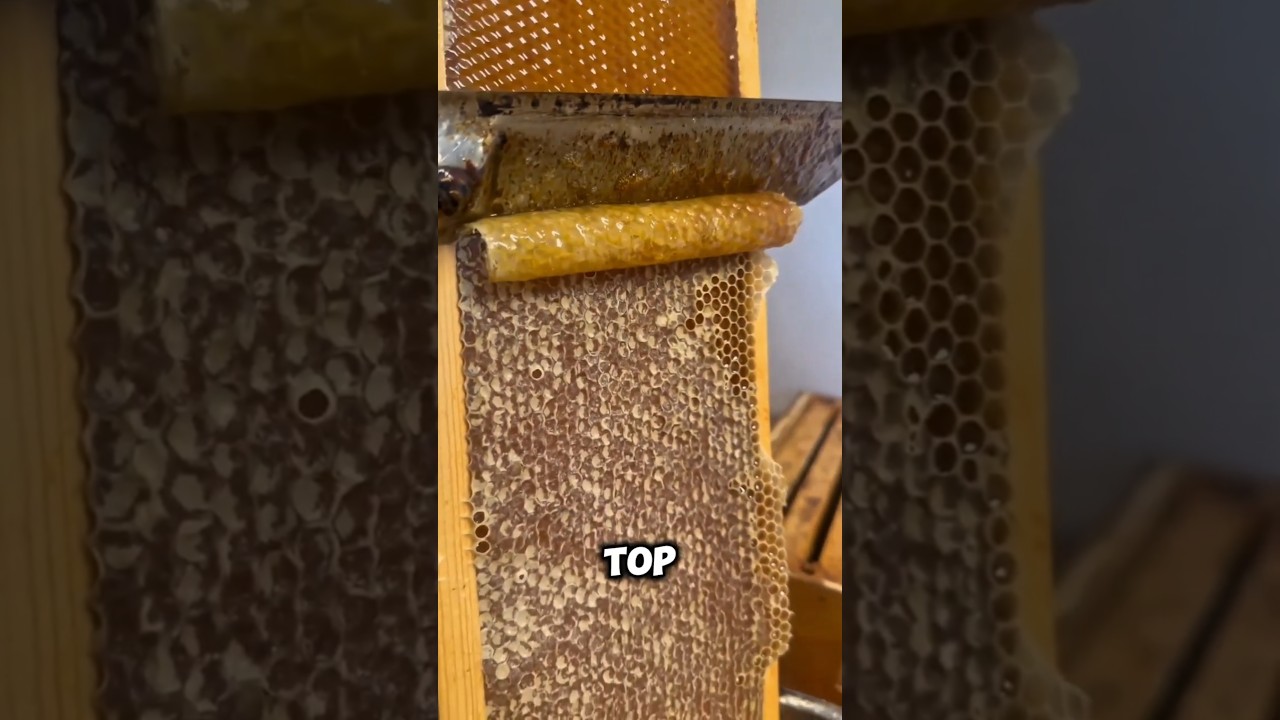 How to collect honey without breaking the hive! 🍯