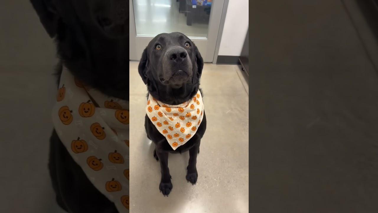 Enlarge Hei Go, a Adoptable mixed breed in San Antonio, TX video 5/5