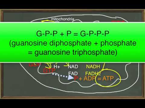 Chapter 25 Module 2 Glycolysis, TCA Cycle, and ETS