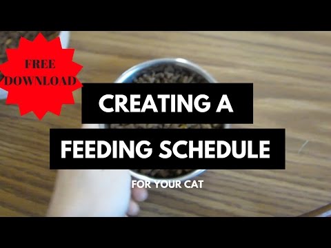CAT DIET: Creating a Feeding Schedule For Your Cat