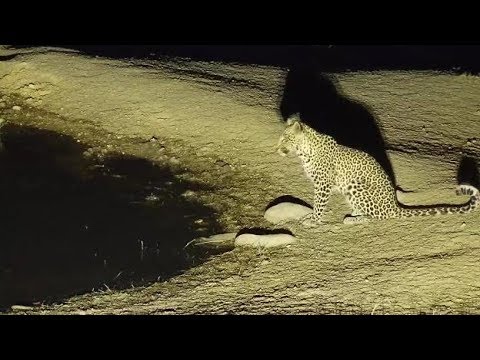 Djuma: Leopard-Tlalamba female-Impalas alarm before Leopard shows up - 18:10 - 08/12/19