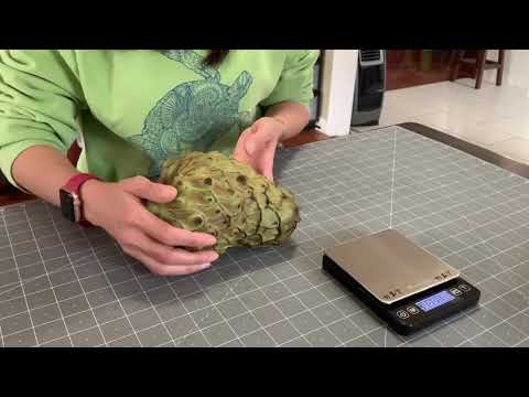 Cherimoya Tasting: Dr. White.