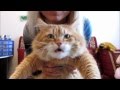 Наш веселый кот по имени Кот/ FUNNY CAT! 