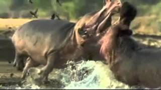 Dubstep Vs BBC  (Hadouken - Oxygen (Gemini Remix))(Mixed by Dj LaZak)