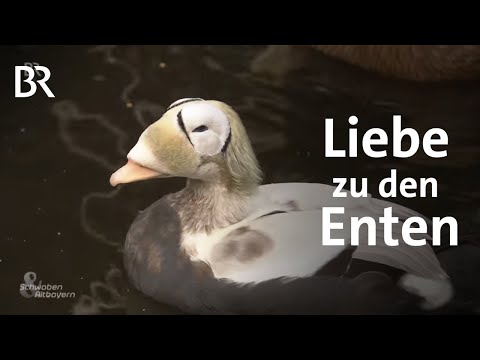 , title : 'Seltene Entenarten: Die Entenzucht der Familie Gruber | Geflügel | Schwaben & Altbayern | BR'