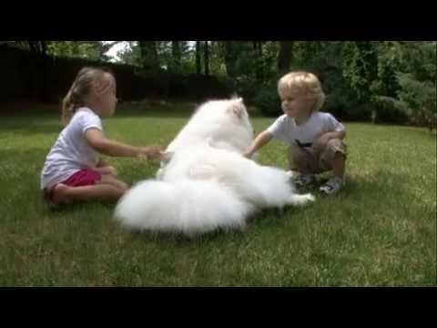 Samoyed 101 dogs