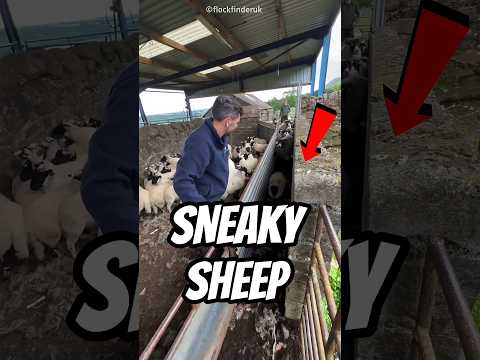 Sneaky Sheep 🐑