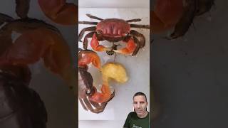 Caranguejo Tentando DEVORAR uma Vesta-Gigante-Asiática! 🐝🦀😱