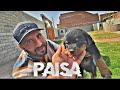 Rottweiler Dog Agaya💸 |Shehr Main Dihat| Video Editing