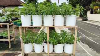 Download lagu tutorial menanam kemangi dipot dari benih sampai panen ||how to plant basil in pots mp3