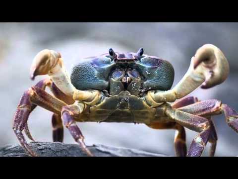 A vida dos caranguejos