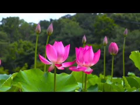 Chào xuân mới - Minh Thu