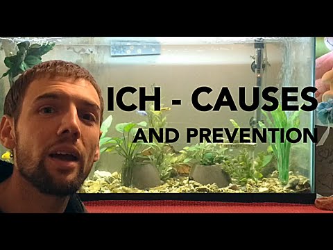 How to prevent Ich (Ick) in an Aquarium - 4 easy steps