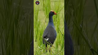 Download lagu 🔊Suara Burung Mandar Biru di Alam Liar‼️ #birds #vibrantbirds #naturetranquility #birdsong #wild mp3