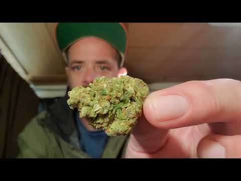 Stiiizy Gelatti Strain Review
