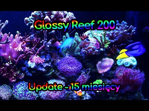 (110) Glossy Reef 200 / Update 15 miesięcy - Akwarium morskie - Reef aquarium