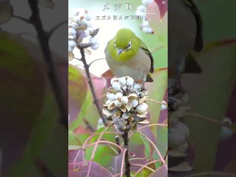 鳥の好きな色は何ですか?巣箱に使うのはどれでしょうか？羽の生えた鳥を惹きつける7つの色合いをご紹介します。  庭園