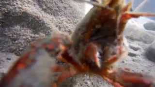 preview picture of video 'Piru Creek - crayfish fighting'