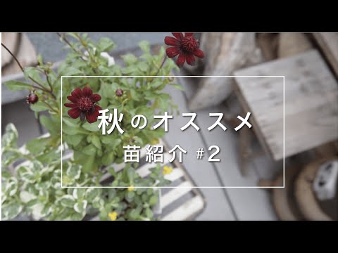 園芸 黒モウズイカ、モスハーブ、ミティエスープ