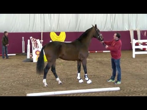 KN 05 v. Ampere – Stedinger, *2013