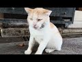 Hungry Cat Is Very Angry Because He Is Late In Giving Food
