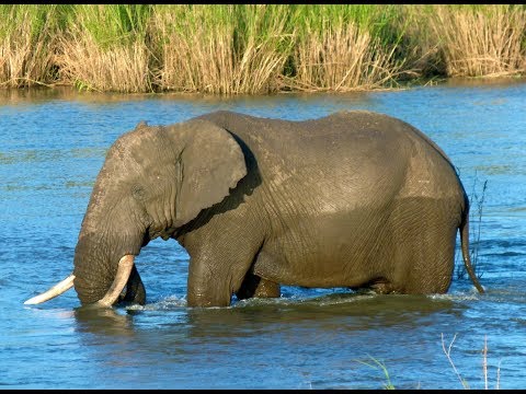 Massive Elephants drinking water at the Kruger National Park