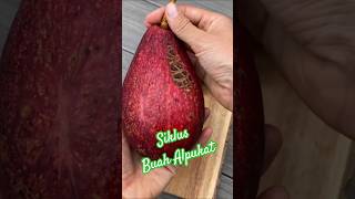 Download lagu 🥑Pernah Liat Alpukat Kulitnya Merah?'#Shorts mp3 Download lagu 🥑Pernah Liat Alpukat Kulitnya Merah?'#Shorts mp3