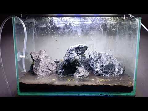 Aquascape tema iwagumi pemula full montecarllo