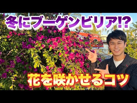 テラスの鉢植えのブーゲンビリア