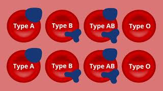 Episode 2:  Understanding Your Blood