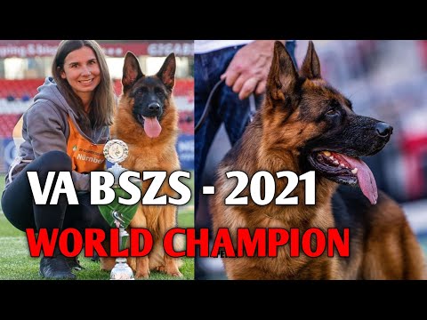 GERMAN SHEPHERD STOCK HAIR || VA BSZS 2021 || SIEGER SHOW 2021 || SIEGER 2021