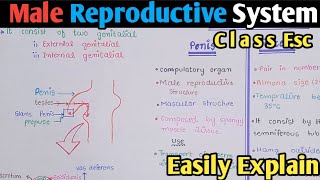 Male Reproductive System Structure | Spermatogenesis | Class 12 Biology