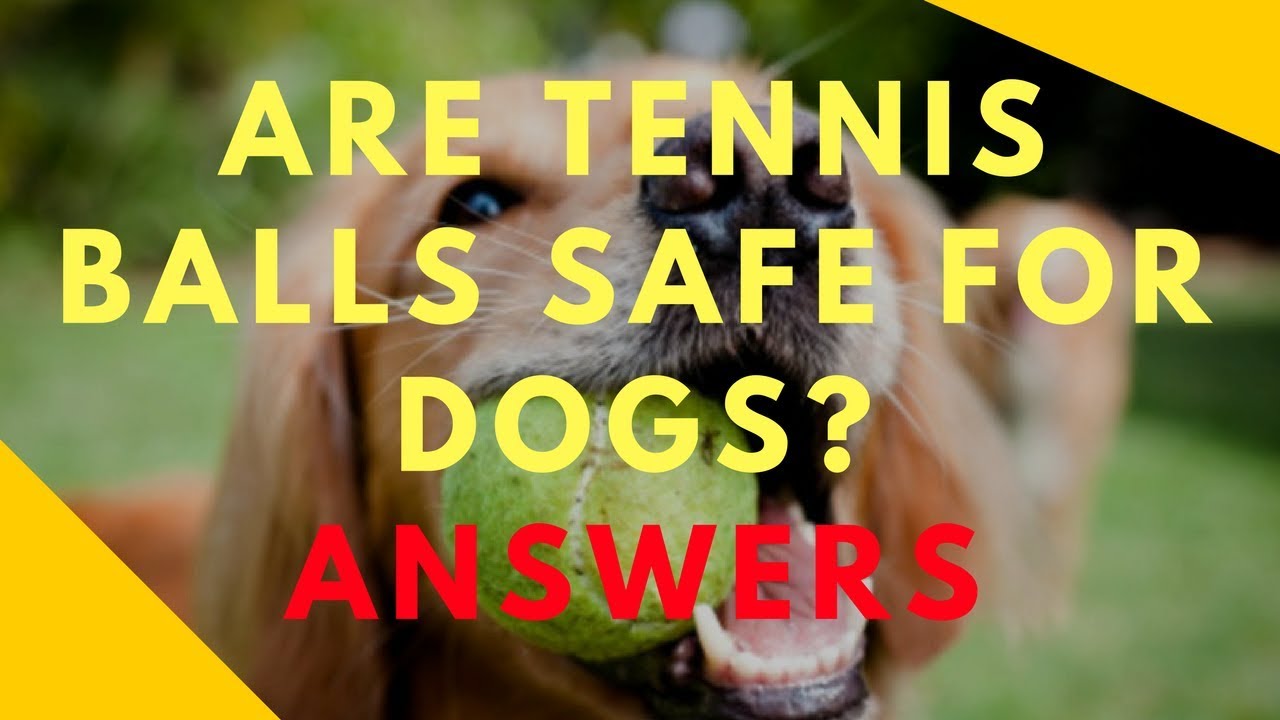 Are plastic balls safe for dogs? Tipseri