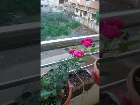 #shorts #youtubeshorts #flowers #flowershorts #lohithavillagekitchen