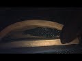 Ancistrus sp. (L255) Ancistrus sp. (L255)