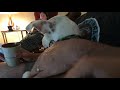 How To Sit With A Good Boy