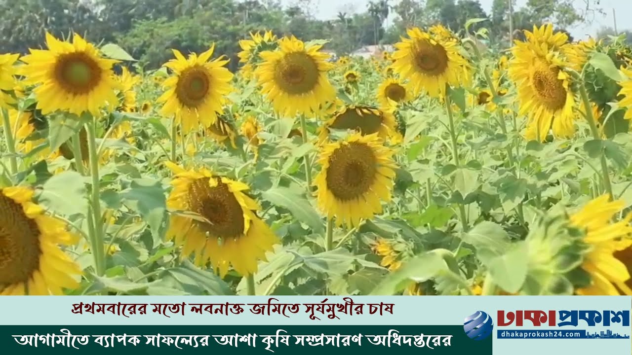 সুবর্ণচরে সাবেক ইউপি চেয়ারম্যানের তাক লাগানো সুর্যমুখীর চাষ
